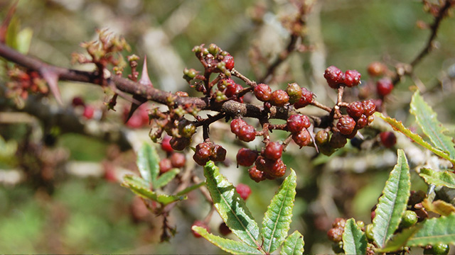 Rempah Asli Indonesia Yang Sudah Mendunia